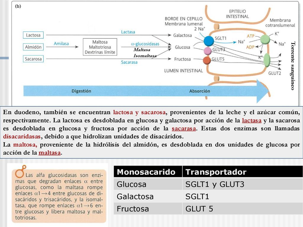 Monosacarido Transportador Glucosa SGLT1 y GLUT3 Galactosa SGLT1
