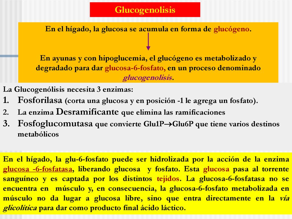 En el hígado, la glucosa se acumula en forma de glucógeno.