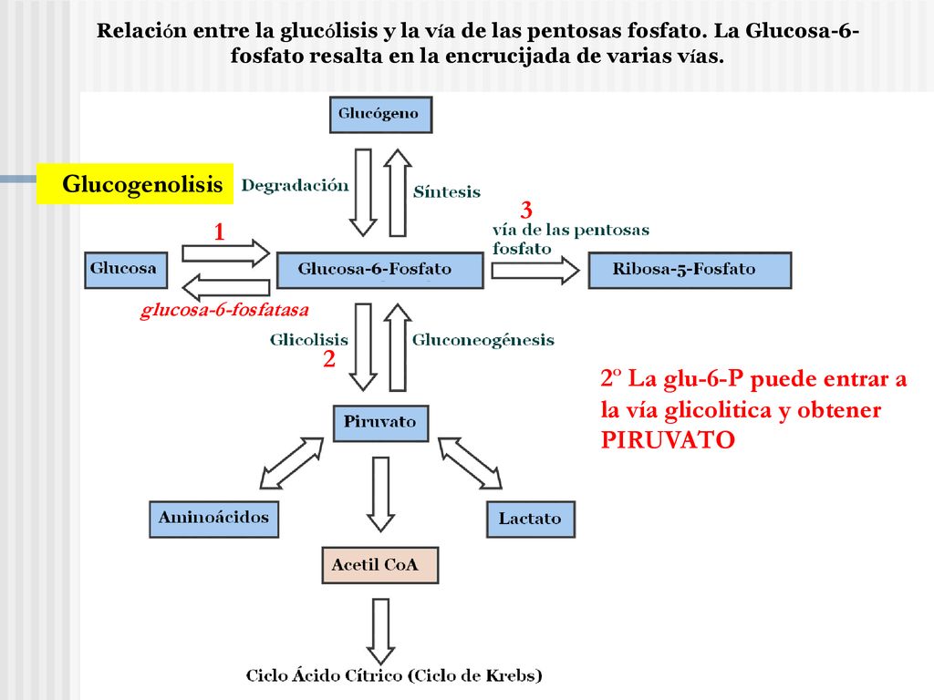 2º La glu-6-P puede entrar a la vía glicolitica y obtener PIRUVATO
