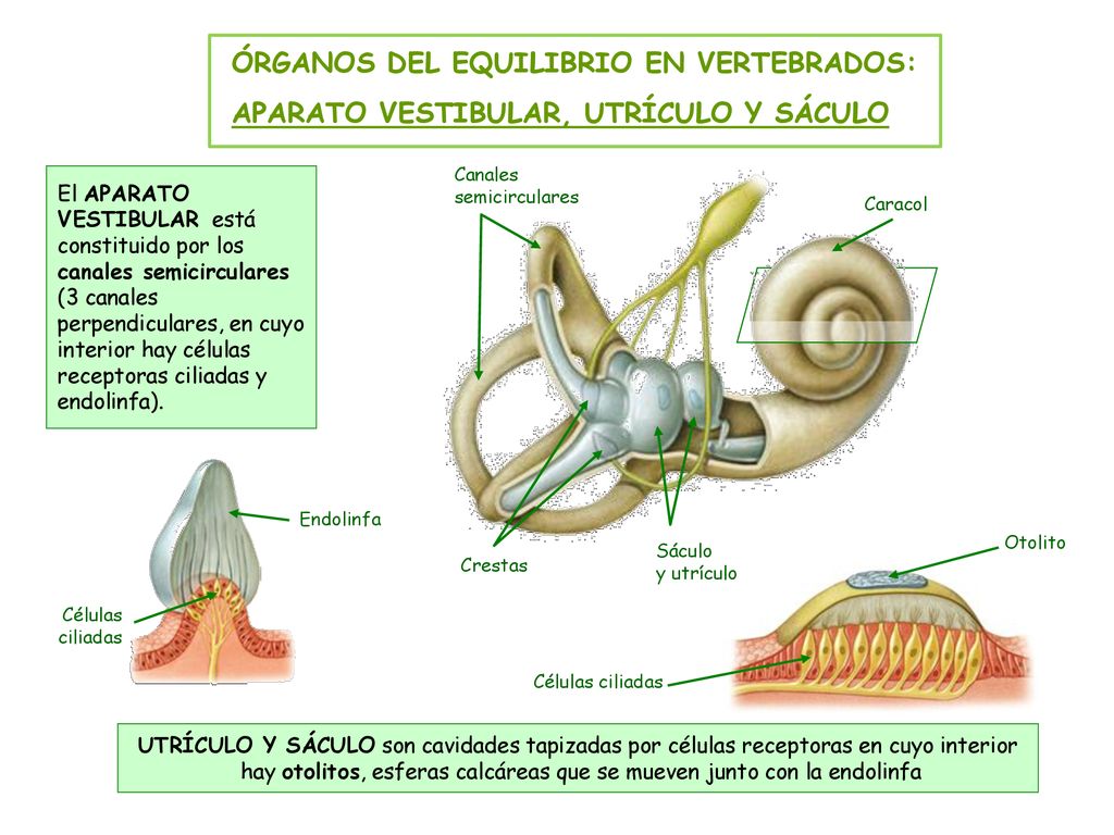 hay otolitos, esferas calcáreas que se mueven junto con la endolinfa