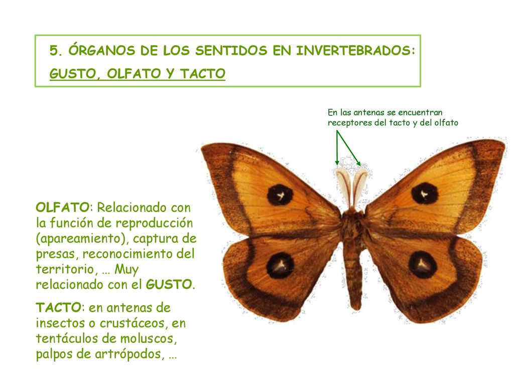 5. ÓRGANOS DE LOS SENTIDOS EN INVERTEBRADOS: GUSTO, OLFATO Y TACTO