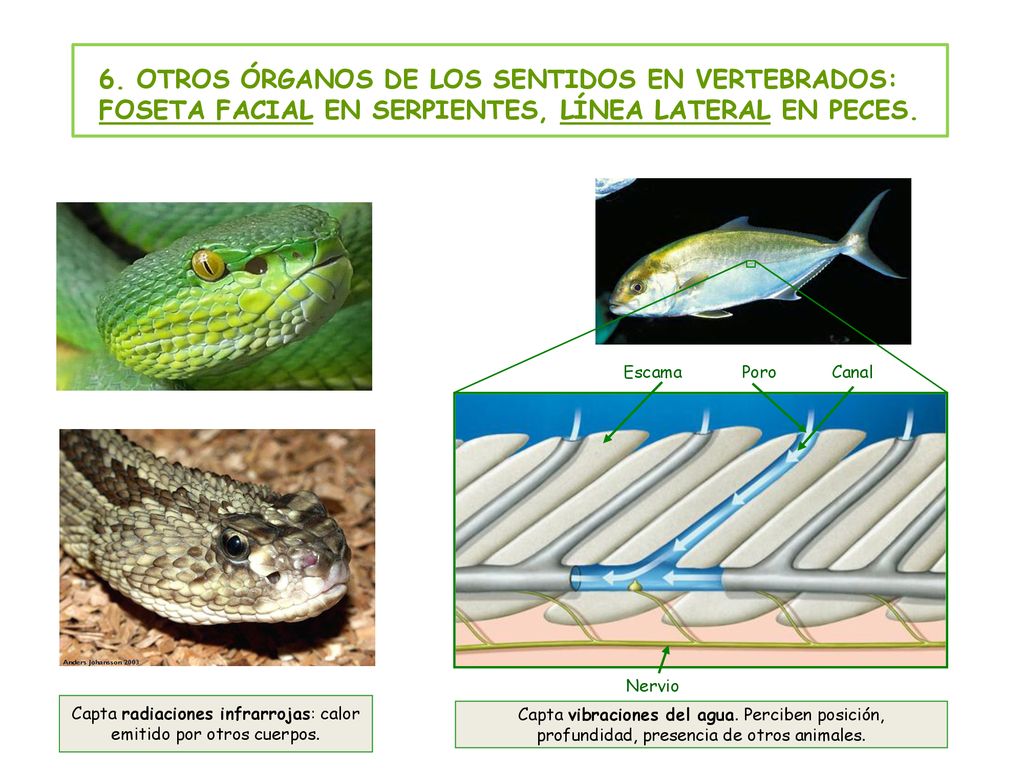 Capta radiaciones infrarrojas: calor emitido por otros cuerpos.