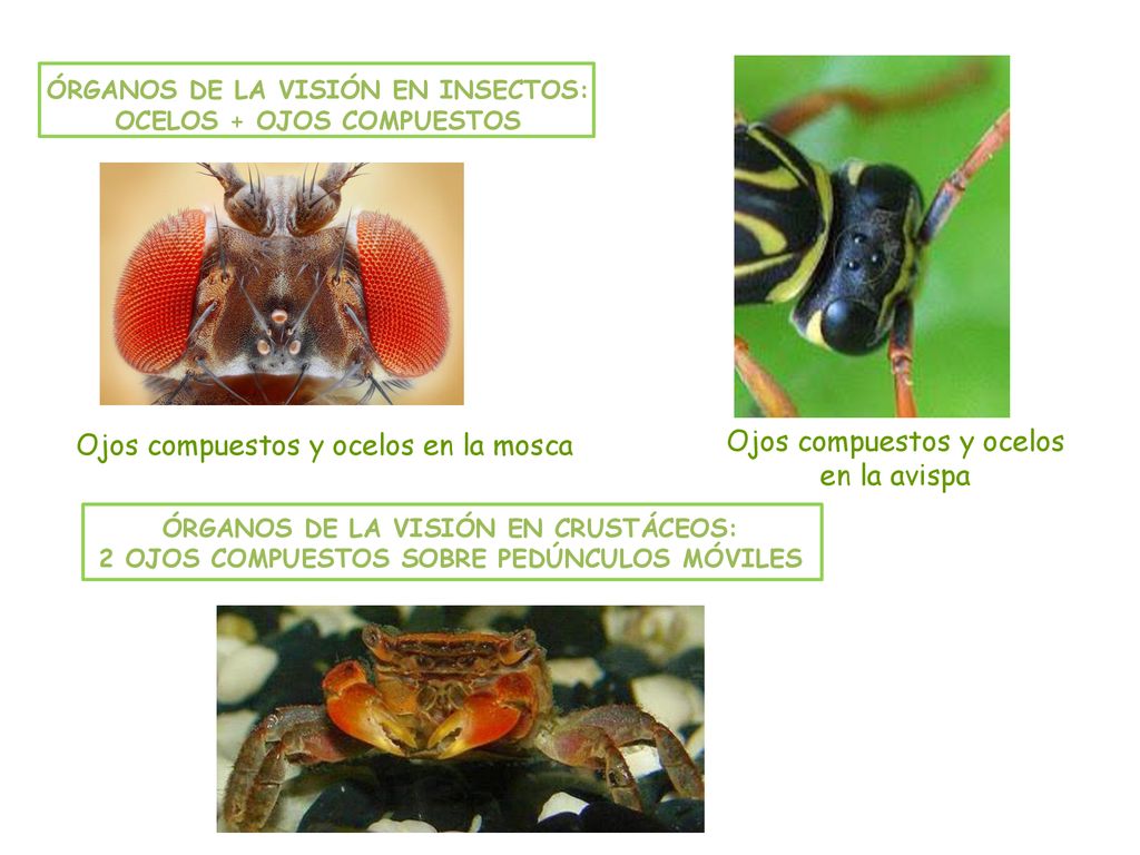 ÓRGANOS DE LA VISIÓN EN INSECTOS: OCELOS + OJOS COMPUESTOS