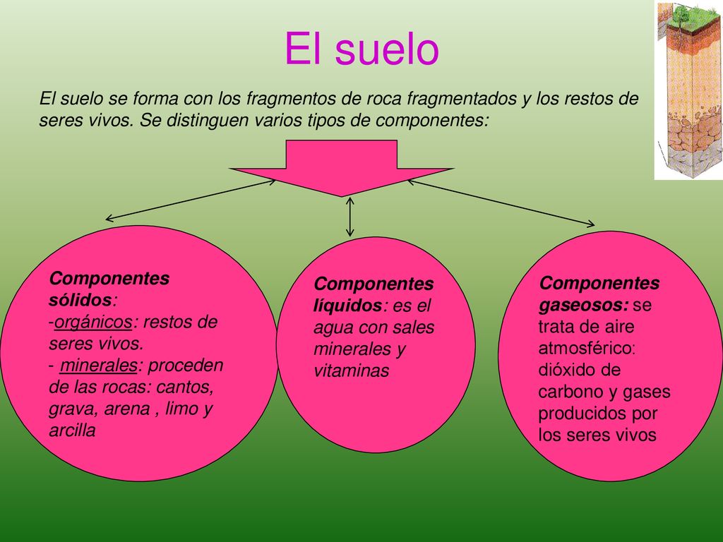 El suelo El suelo se forma con los fragmentos de roca fragmentados y los restos de seres vivos. Se distinguen varios tipos de componentes: