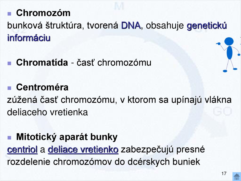 Chromozóm bunková štruktúra, tvorená DNA, obsahuje genetickú. informáciu. Chromatída - časť chromozómu.