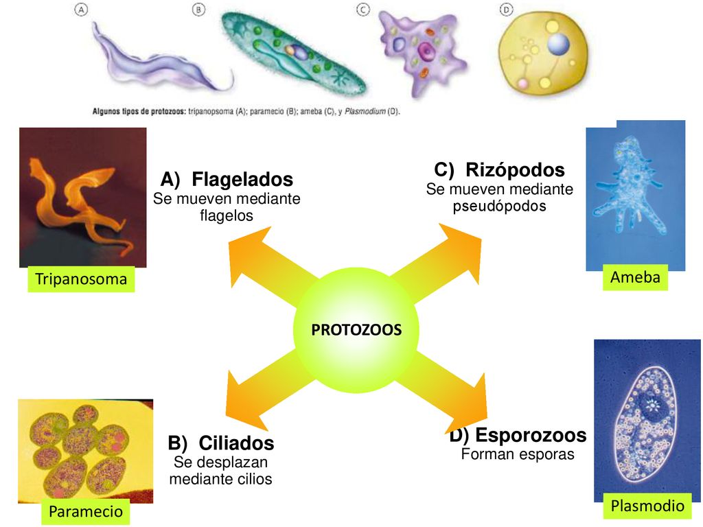 C) Rizópodos A) Flagelados D) Esporozoos B) Ciliados Tripanosoma Ameba