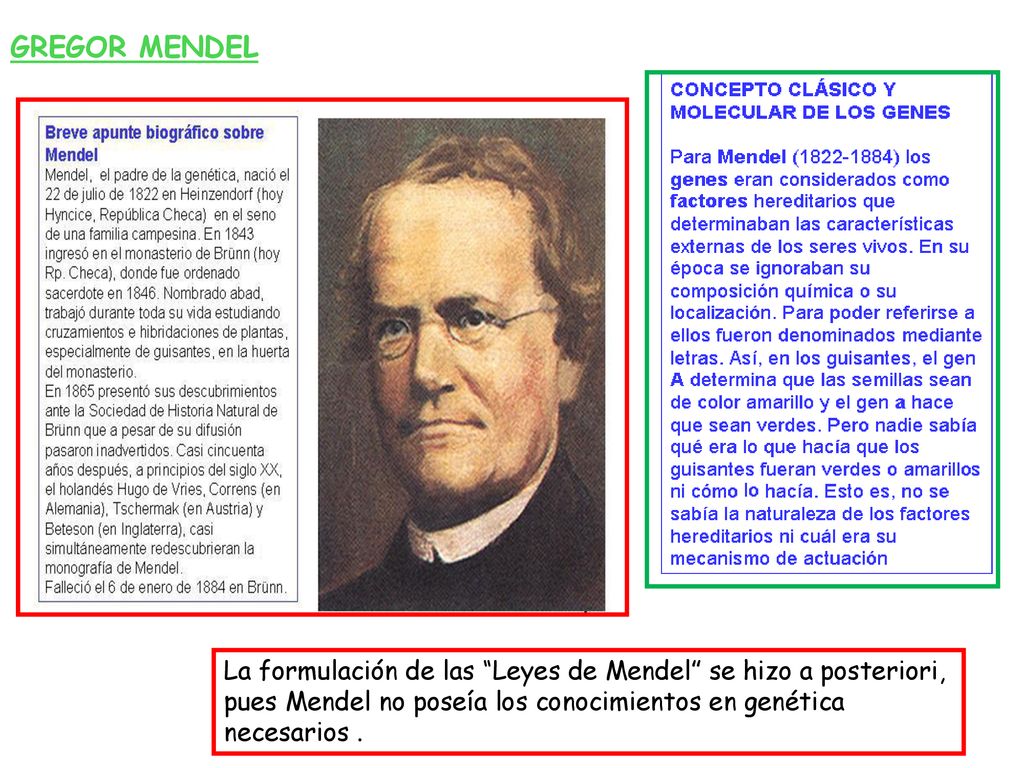 GREGOR MENDEL La formulación de las Leyes de Mendel se hizo a posteriori, pues Mendel no poseía los conocimientos en genética necesarios .