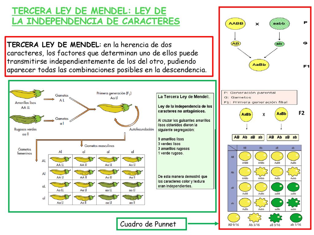 TERCERA LEY DE MENDEL: LEY DE LA INDEPENDENCIA DE CARACTERES