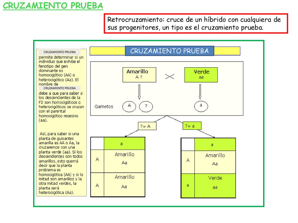 CRUZAMIENTO PRUEBA Retrocruzamiento: cruce de un híbrido con cualquiera de sus progenitores, un tipo es el cruzamiento prueba.