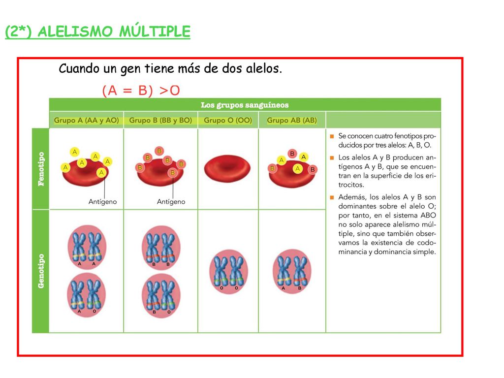 (2*) ALELISMO MÚLTIPLE Cuando un gen tiene más de dos alelos.