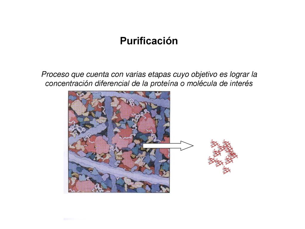 Purificación Proceso que cuenta con varias etapas cuyo objetivo es lograr la concentración diferencial de la proteína o molécula de interés.