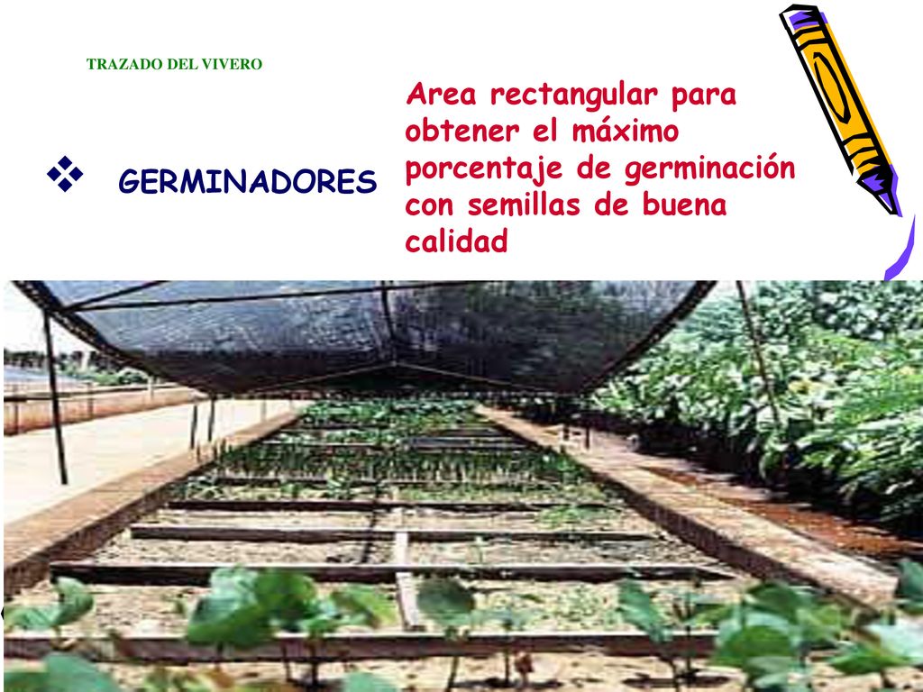 TRAZADO DEL VIVERO Area rectangular para obtener el máximo porcentaje de germinación con semillas de buena calidad.