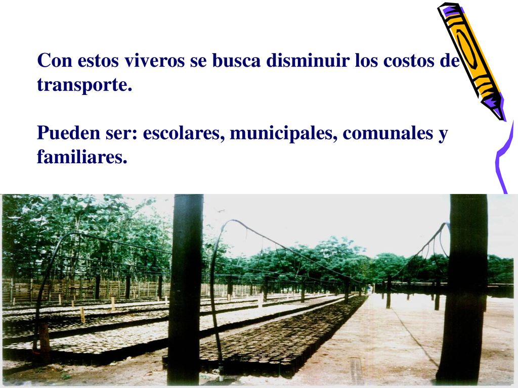 Con estos viveros se busca disminuir los costos de transporte.