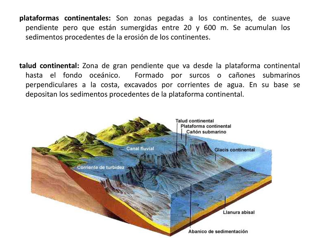 plataformas continentales: Son zonas pegadas a los continentes, de suave pendiente pero que están sumergidas entre 20 y 600 m. Se acumulan los sedimentos procedentes de la erosión de los continentes.