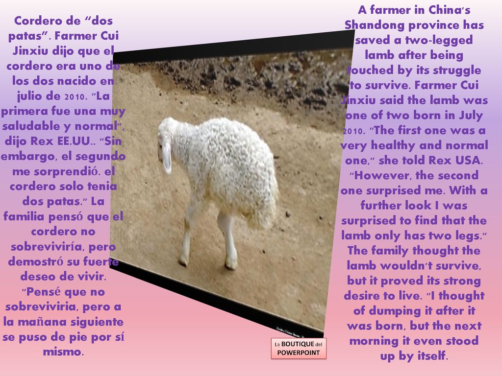 A farmer in China s Shandong province has saved a two-legged lamb after being touched by its struggle to survive. Farmer Cui Jinxiu said the lamb was one of two born in July The first one was a very healthy and normal one, she told Rex USA. However, the second one surprised me. With a further look I was surprised to find that the lamb only has two legs. The family thought the lamb wouldn t survive, but it proved its strong desire to live. I thought of dumping it after it was born, but the next morning it even stood up by itself.