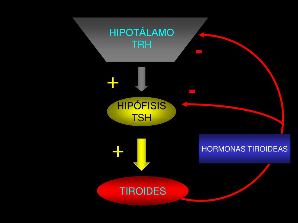 HIPOTÁLAMO TRH HORMONAS TIROIDEAS -  HIPÓFISIS TSH  TIROIDES