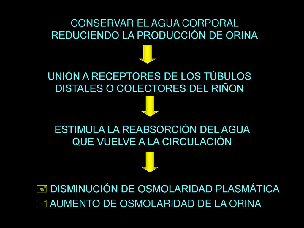 CONSERVAR EL AGUA CORPORAL REDUCIENDO LA PRODUCCIÓN DE ORINA