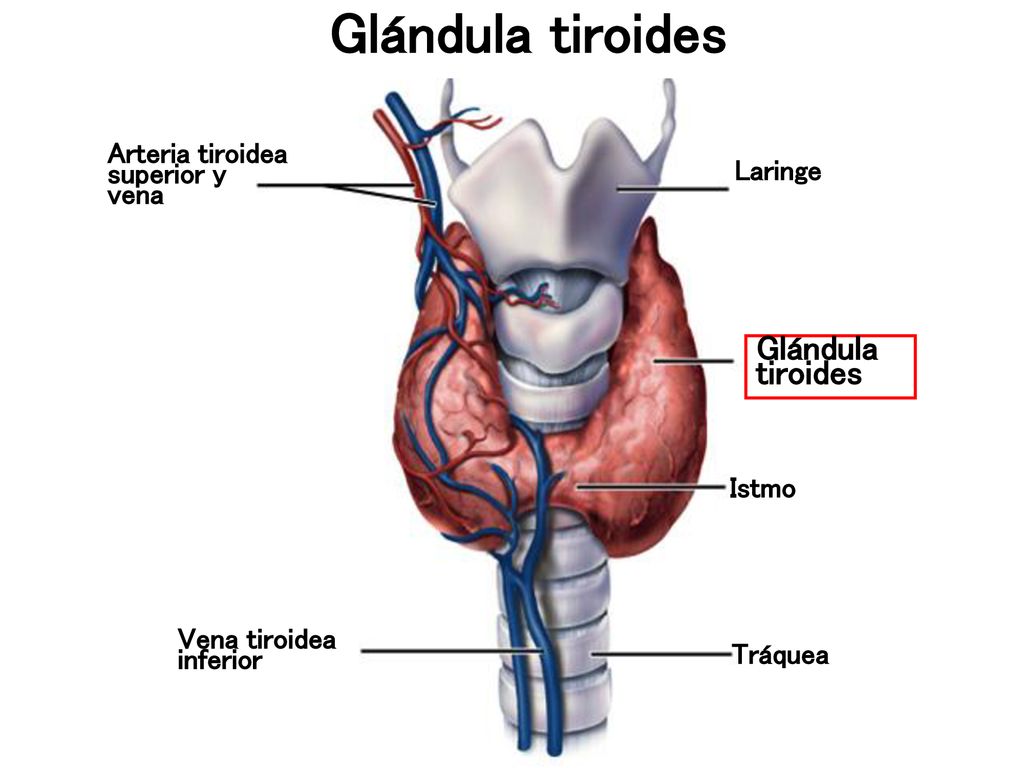 Glándula tiroides Glándula tiroides Arteria tiroidea superior y vena