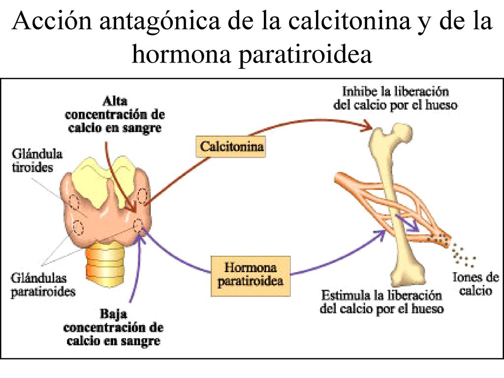Acción antagónica de la calcitonina y de la hormona paratiroidea