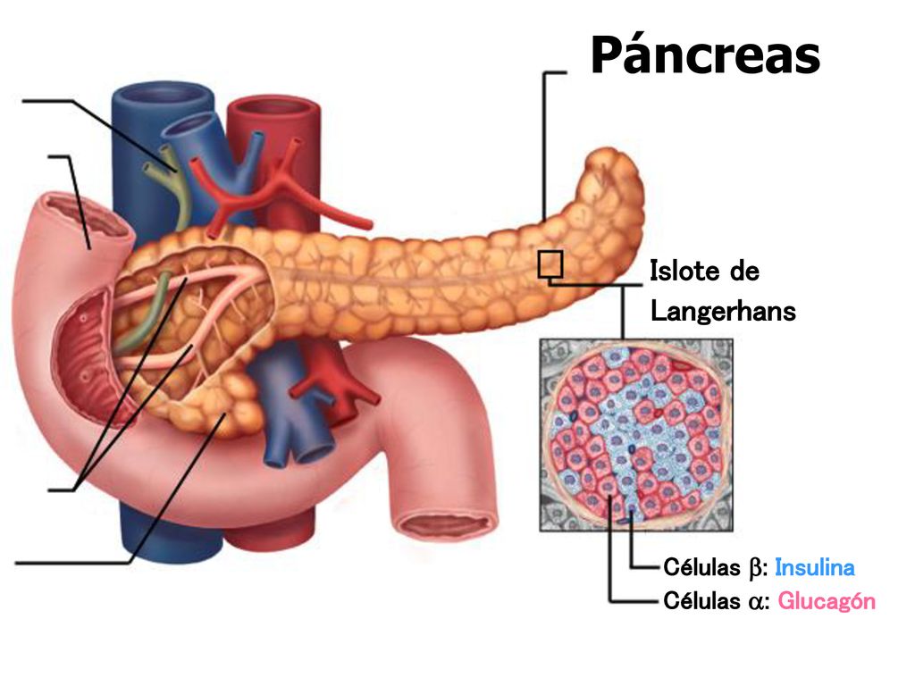 Páncreas Islote de Langerhans Células : Insulina Células : Glucagón