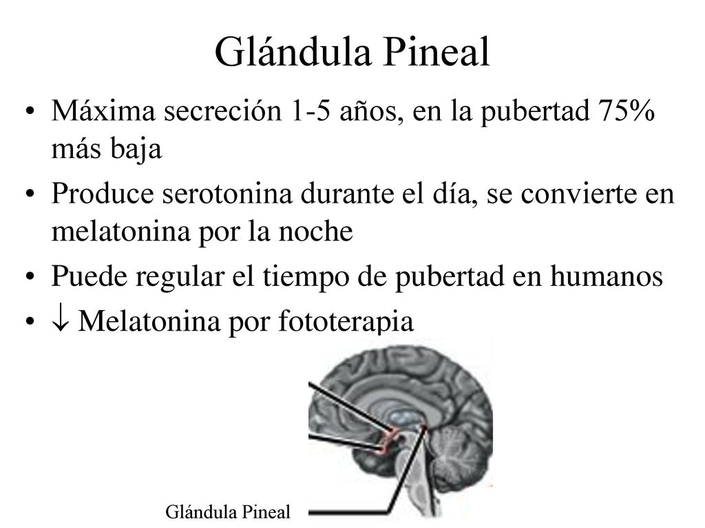Glándula Pineal Máxima secreción 1-5 años, en la pubertad 75% más baja