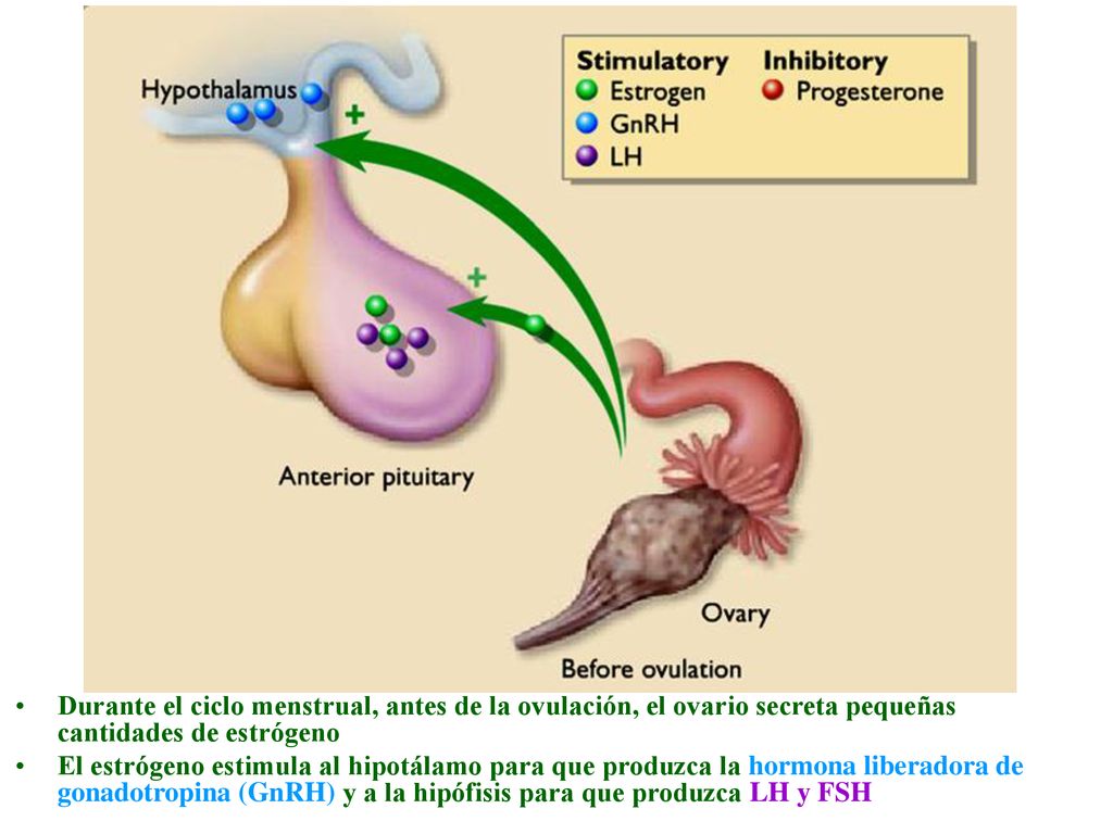 Durante el ciclo menstrual, antes de la ovulación, el ovario secreta pequeñas cantidades de estrógeno