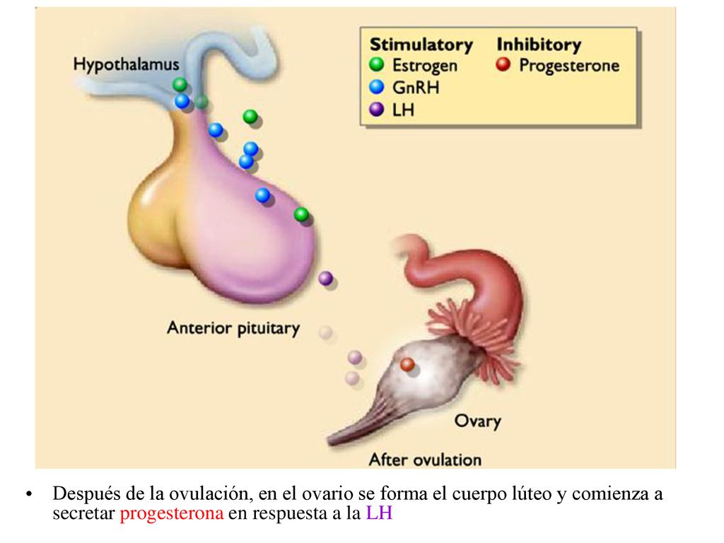 Después de la ovulación, en el ovario se forma el cuerpo lúteo y comienza a secretar progesterona en respuesta a la LH