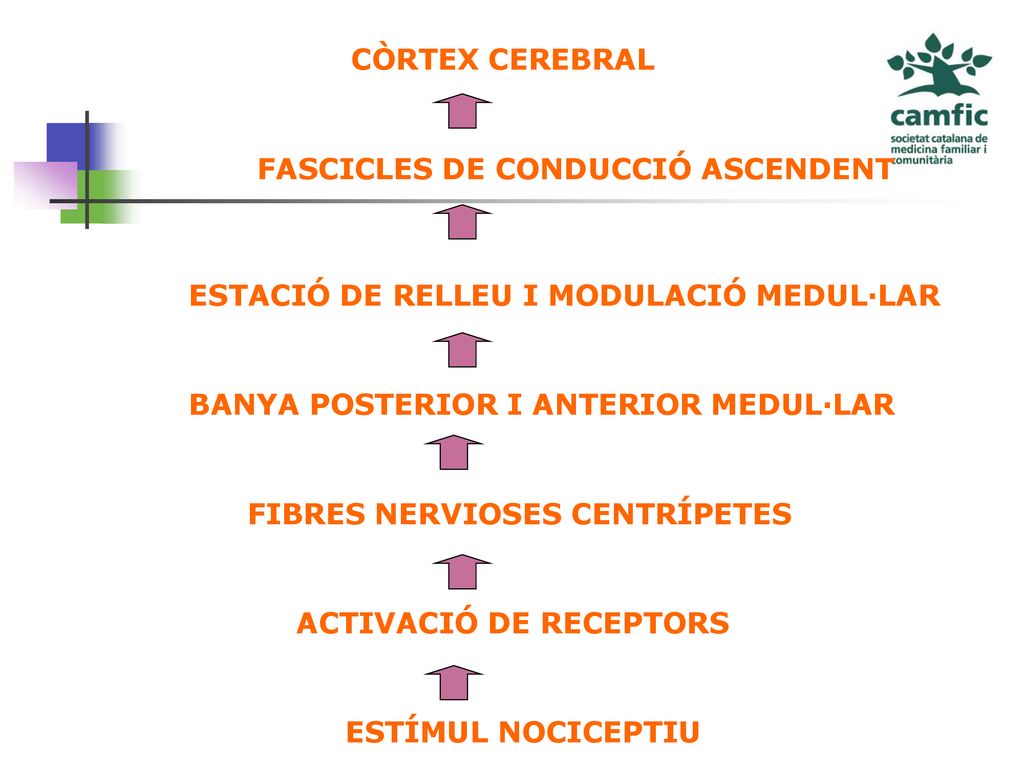 CÒRTEX CEREBRAL FASCICLES DE CONDUCCIÓ ASCENDENT. ESTACIÓ DE RELLEU I MODULACIÓ MEDUL·LAR. BANYA POSTERIOR I ANTERIOR MEDUL·LAR.