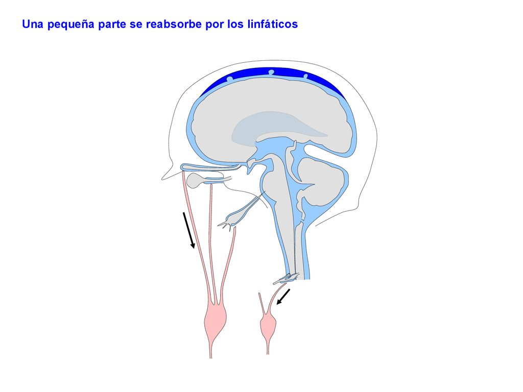 Una pequeña parte se reabsorbe por los linfáticos
