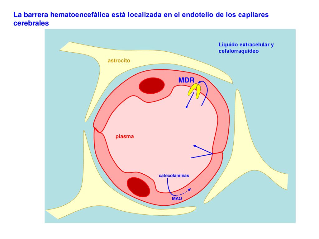 La barrera hematoencefálica está localizada en el endotelio de los capilares cerebrales