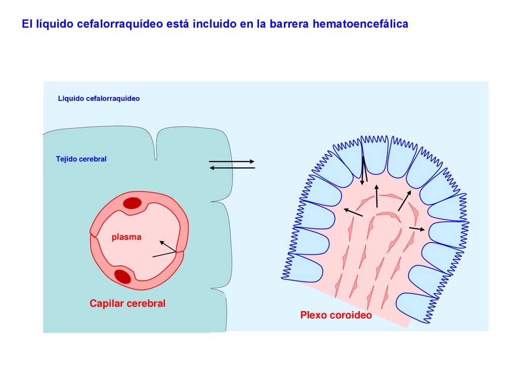 El líquido cefalorraquídeo está incluido en la barrera hematoencefálica