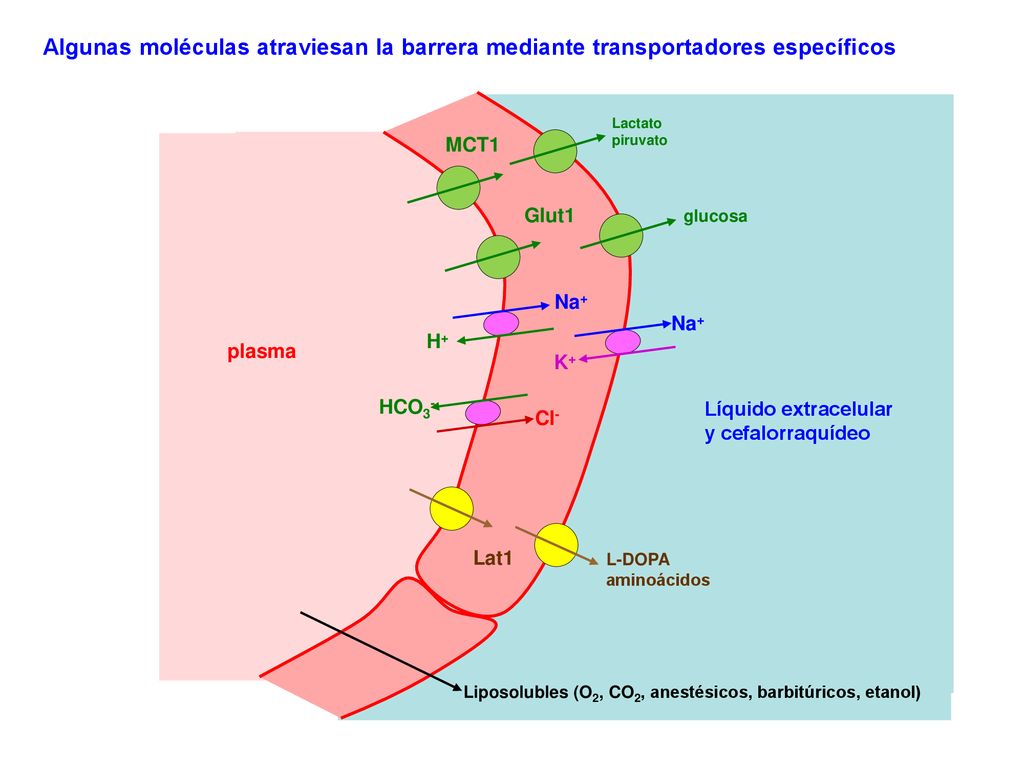 Algunas moléculas atraviesan la barrera mediante transportadores específicos