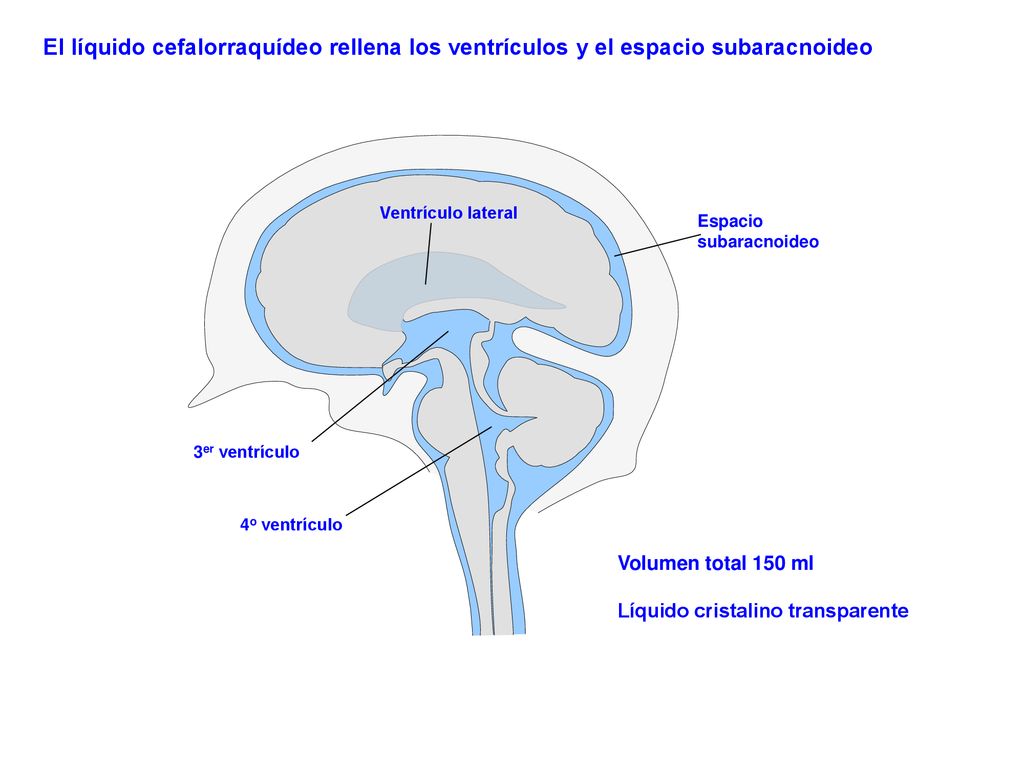 El líquido cefalorraquídeo rellena los ventrículos y el espacio subaracnoideo