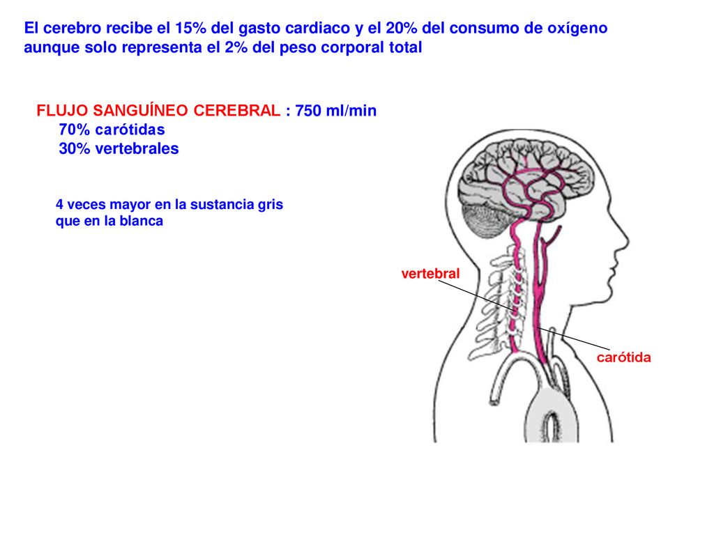FLUJO SANGUÍNEO CEREBRAL : 750 ml/min 70% carótidas 30% vertebrales