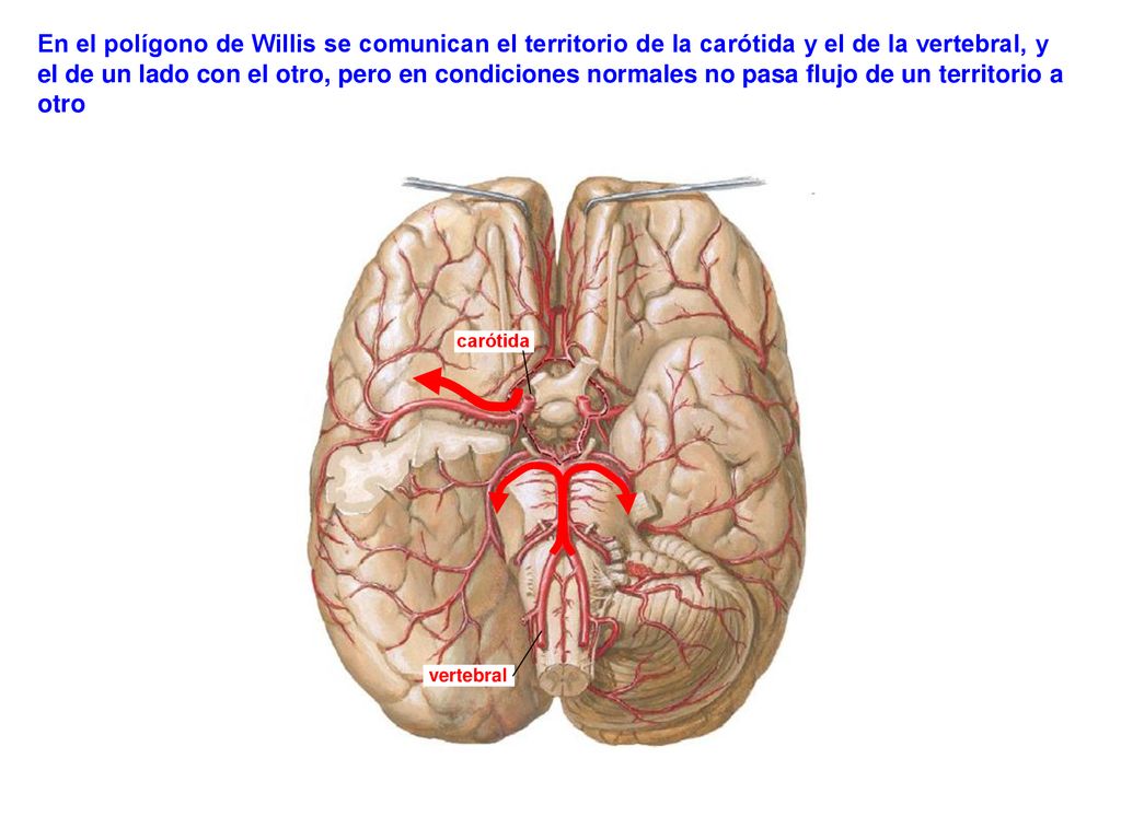 En el polígono de Willis se comunican el territorio de la carótida y el de la vertebral, y el de un lado con el otro, pero en condiciones normales no pasa flujo de un territorio a otro