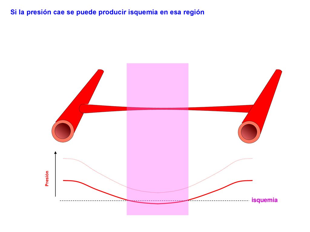 Si la presión cae se puede producir isquemia en esa región