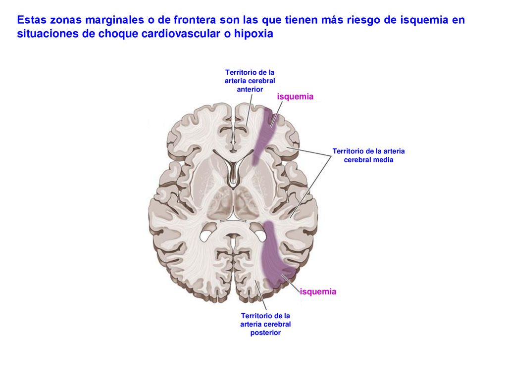 Estas zonas marginales o de frontera son las que tienen más riesgo de isquemia en situaciones de choque cardiovascular o hipoxia