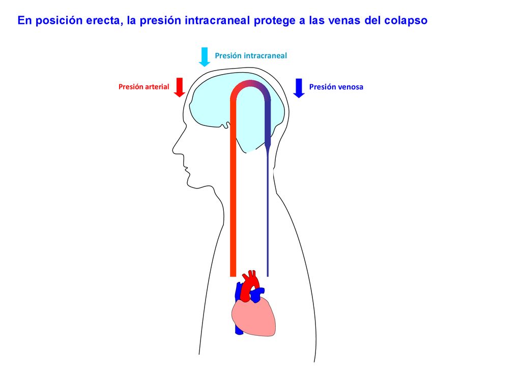 En posición erecta, la presión intracraneal protege a las venas del colapso