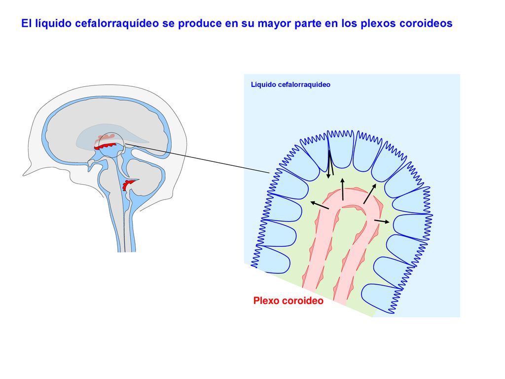 El líquido cefalorraquídeo se produce en su mayor parte en los plexos coroideos