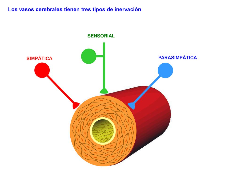 Los vasos cerebrales tienen tres tipos de inervación