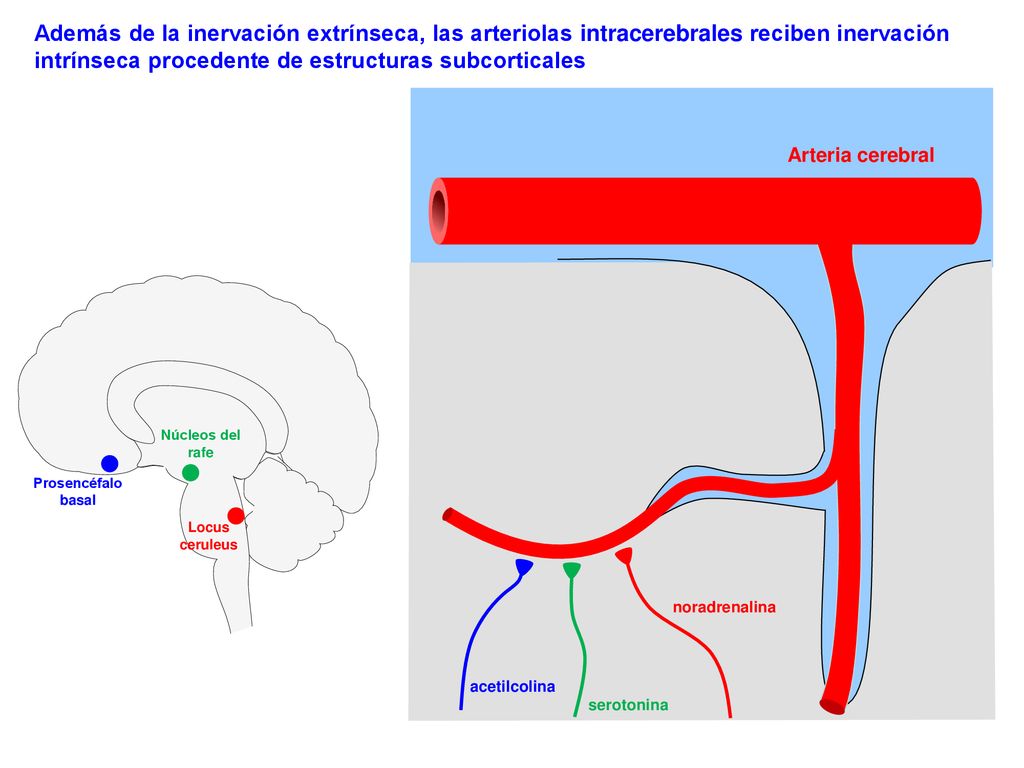 Además de la inervación extrínseca, las arteriolas intracerebrales reciben inervación intrínseca procedente de estructuras subcorticales