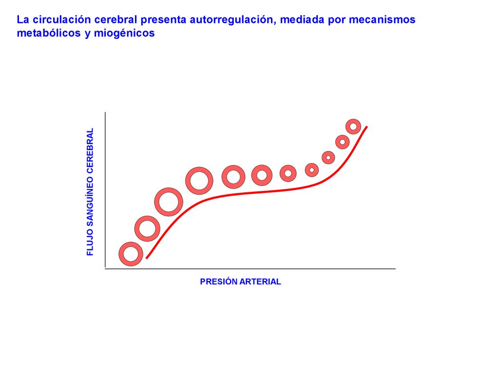 La circulación cerebral presenta autorregulación, mediada por mecanismos metabólicos y miogénicos