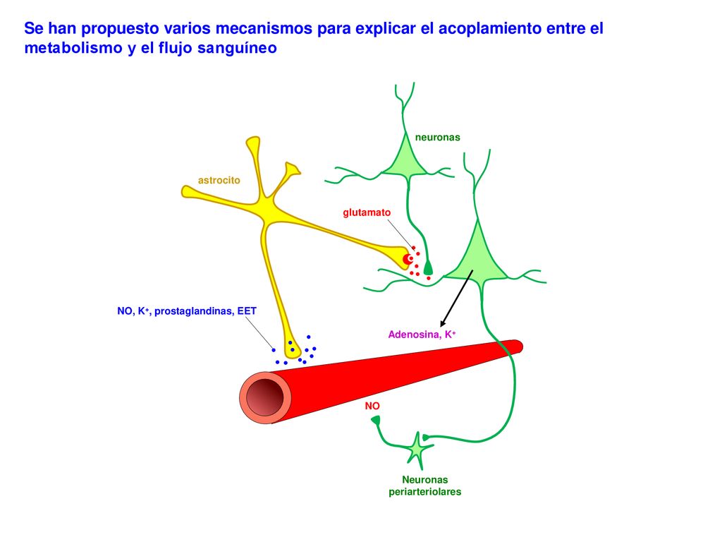 Se han propuesto varios mecanismos para explicar el acoplamiento entre el metabolismo y el flujo sanguíneo