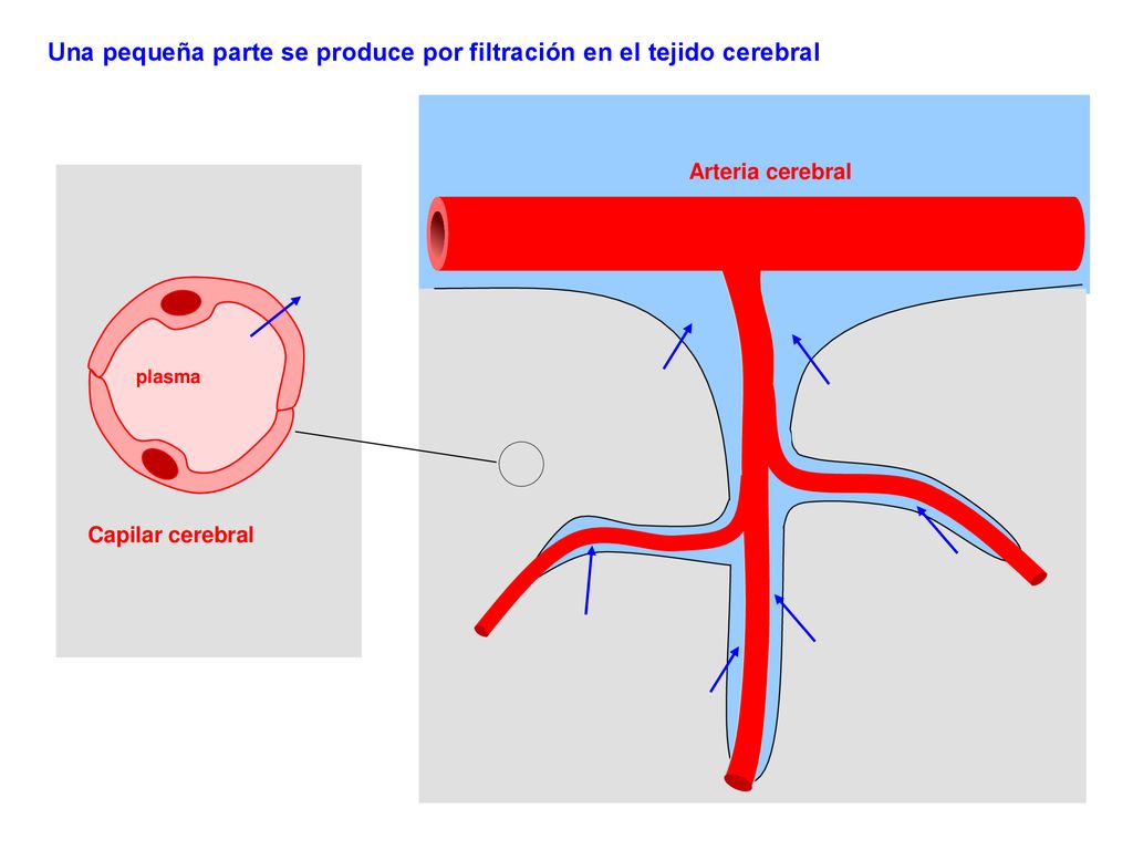 Una pequeña parte se produce por filtración en el tejido cerebral