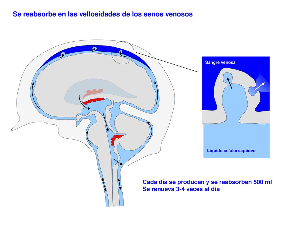 Se reabsorbe en las vellosidades de los senos venosos
