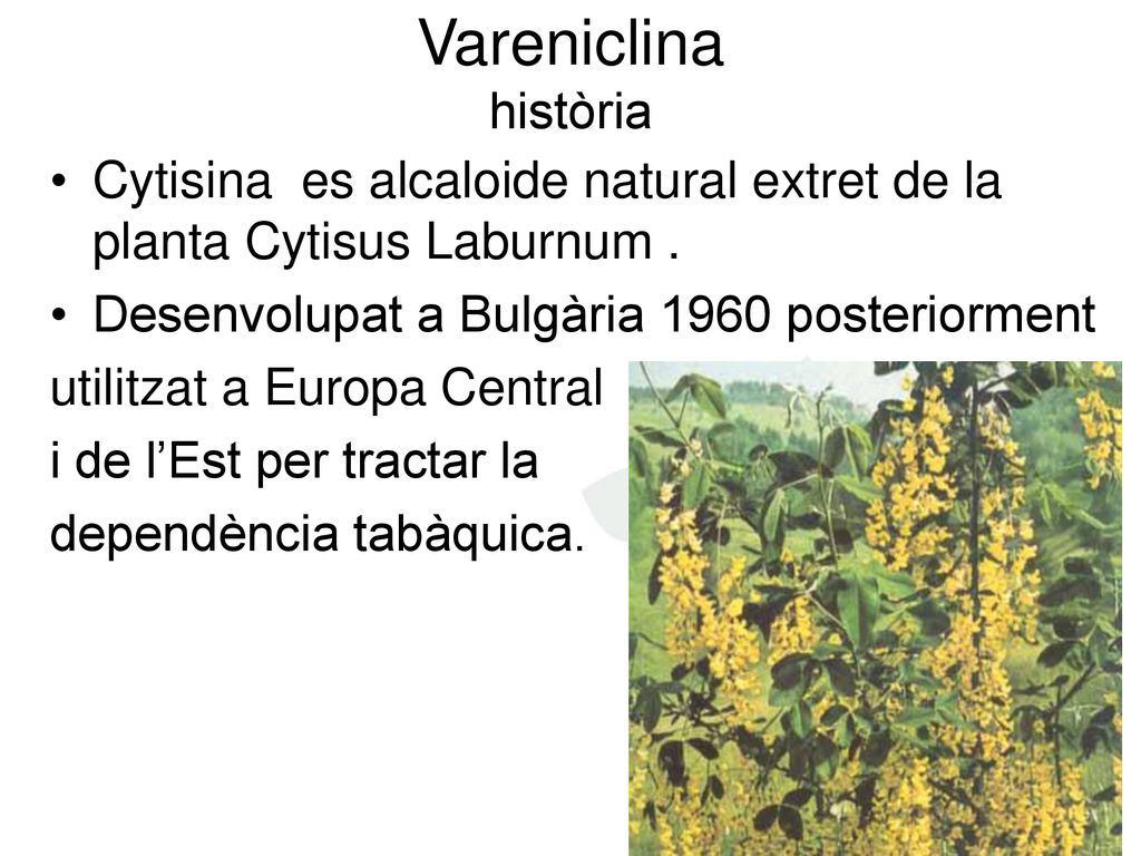 Vareniclina història Cytisina es alcaloide natural extret de la planta Cytisus Laburnum . Desenvolupat a Bulgària 1960 posteriorment.
