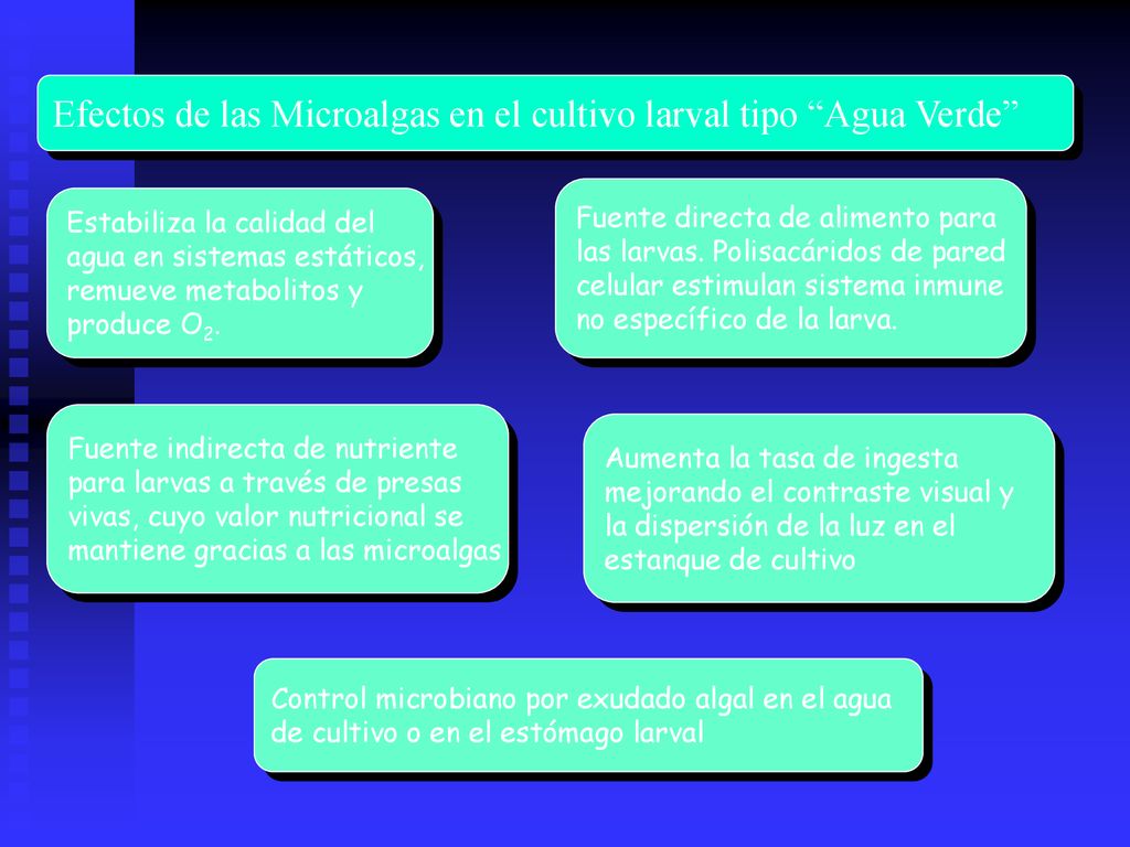 Efectos de las Microalgas en el cultivo larval tipo Agua Verde
