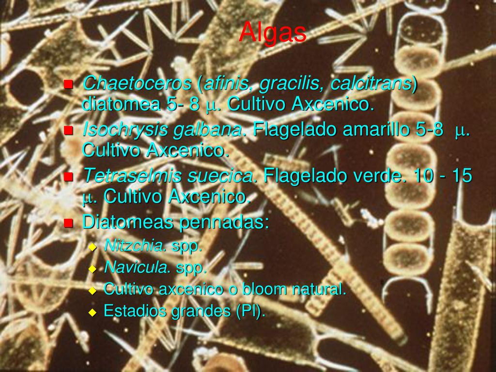 Algas Chaetoceros (afinis, gracilis, calcitrans) diatomea 5- 8 m. Cultivo Axcenico. Isochrysis galbana. Flagelado amarillo 5-8 m. Cultivo Axcenico.