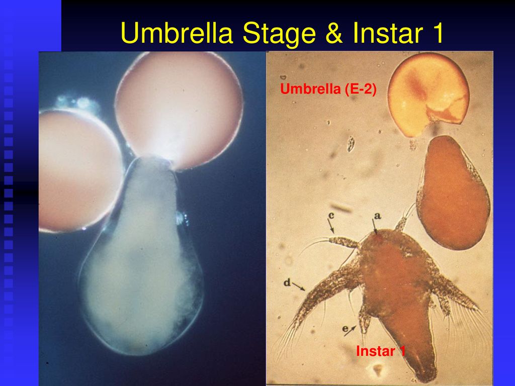Umbrella Stage & Instar 1