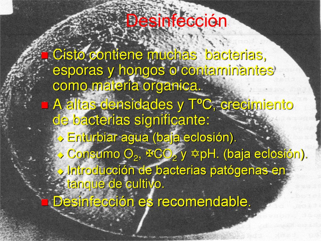 Desinfección Cisto contiene muchas bacterias, esporas y hongos o contaminantes como materia organica.
